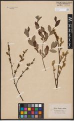 Salix aurita L. x Salix repens L.